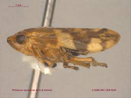 Attēlu rezultāti vaicājumam “Philaenus spumarius”