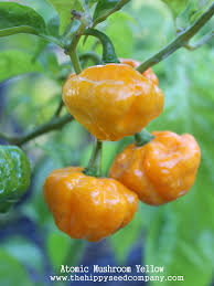 Afbeeldingsresultaat voor yellow mushroom hot pepper