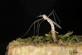 Attēlu rezultāti vaicājumam “Dictenidia bimaculata”