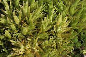 Attēlu rezultāti vaicājumam “Pottiales”