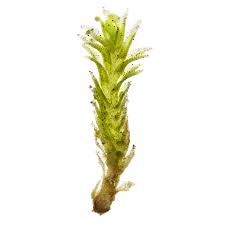 Attēlu rezultāti vaicājumam “Lophozia ascendens”