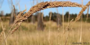 Attēlu rezultāti vaicājumam “Phalaroides arundinacea”