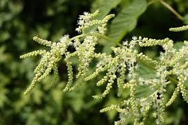 Image result for Aruncus dioicus