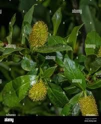 Attēlu rezultāti vaicājumam “Salix pentandra flower”