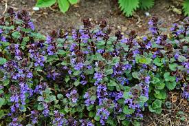 Attēlu rezultāti vaicājumam “Glechoma hederacea flower”