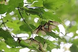 Attēlu rezultāti vaicājumam “Acer tataricum subsp. ginnala fruit”