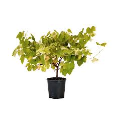 Image result for mars trees