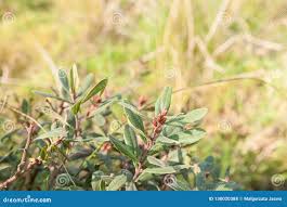 Attēlu rezultāti vaicājumam “Myrica gale fruit”
