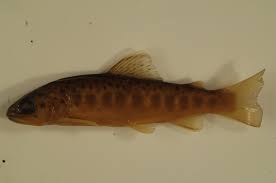 Image result for Salmo trutta trutta