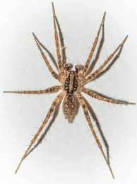 Attēlu rezultāti vaicājumam “Agelenidae”