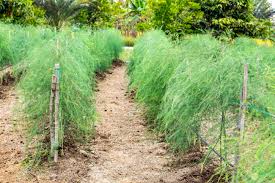 Attēlu rezultāti vaicājumam “Asparagus officinalis”