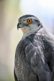 Attēlu rezultāti vaicājumam “Accipiter gentilis”