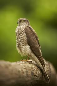 Attēlu rezultāti vaicājumam “Accipiter nisus female”