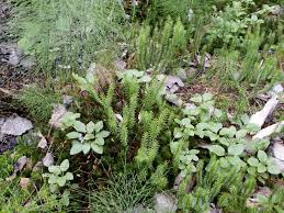 Attēlu rezultāti vaicājumam “Huperzia selago”