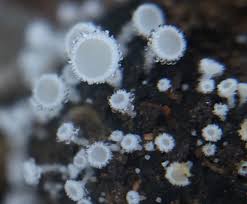 Attēlu rezultāti vaicājumam “Lachnum virgineum”