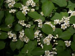 Attēlu rezultāti vaicājumam “Cotoneaster multiflorus”