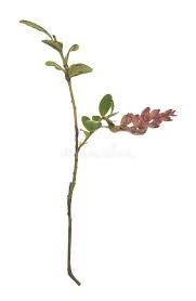 Attēlu rezultāti vaicājumam “Exobasidium vaccinii”