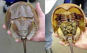 Image result for Limulus polyphemus