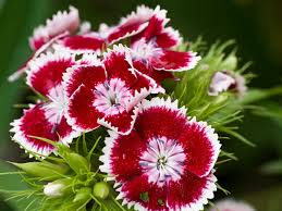 Image result for Dianthus barbatus