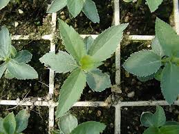 Attēlu rezultāti vaicājumam “Prunus spinosa leaf”