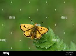 Attēlu rezultāti vaicājumam “Carterocephalus silvicolus”