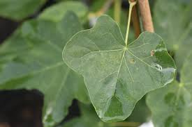 Attēlu rezultāti vaicājumam “Acer platanoides leaf”