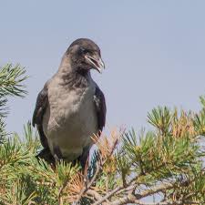 Attēlu rezultāti vaicājumam “Corvus cornix juvenile”