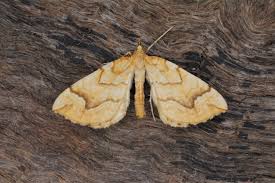 Attēlu rezultāti vaicājumam “Eulithis pyraliata”