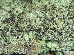 Attēlu rezultāti vaicājumam “Hertelidea botryosa”