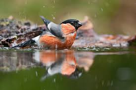 Attēlu rezultāti vaicājumam “Pyrrhula pyrrhula male”