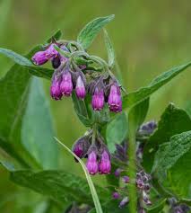 Attēlu rezultāti vaicājumam “Symphytum officinale”