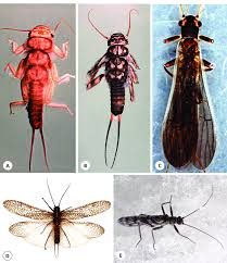 Attēlu rezultāti vaicājumam “Plecoptera”