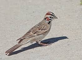 Image result for Chondestes grammacus