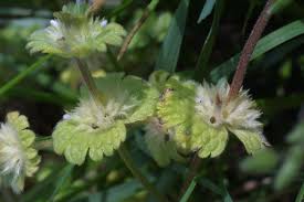 Attēlu rezultāti vaicājumam “Lamium amplexicaule flower”