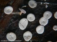 Attēlu rezultāti vaicājumam “Diderma hemisphaericum spores”