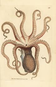Image result for Octopus vulgaris