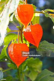 Attēlu rezultāti vaicājumam “Physalis alkekengi leaf”