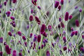 Attēlu rezultāti vaicājumam “Sanguisorba officinalis flower”