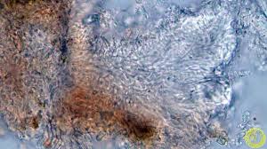 Attēlu rezultāti vaicājumam “Hyphodiscus hymeniophilus”