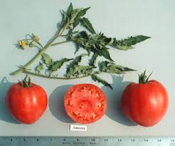 Afbeeldingsresultaat voor earliana tomato