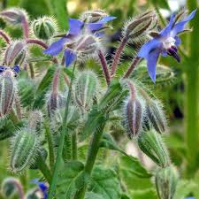 Attēlu rezultāti vaicājumam “Borago officinalis bud”