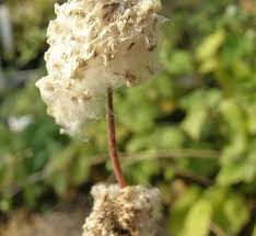 Attēlu rezultāti vaicājumam “Anemone ranunculoides bud”
