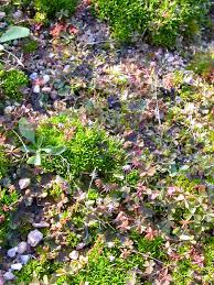 Attēlu rezultāti vaicājumam “Sagina nodosa flower”