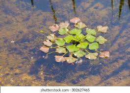 Attēlu rezultāti vaicājumam “Trapa natans”