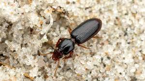 Attēlu rezultāti vaicājumam “Clivina fossor”