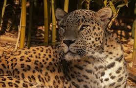 Afbeeldingsresultaat voor panters