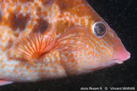 Image result for Symphodus bailloni