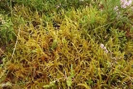 Attēlu rezultāti vaicājumam “Pleurozium schreberi sporophyte”