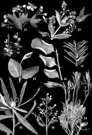 Attēlu rezultāti vaicājumam “Cystiphora sanguinea”