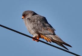 Image result for Falco vespertinus